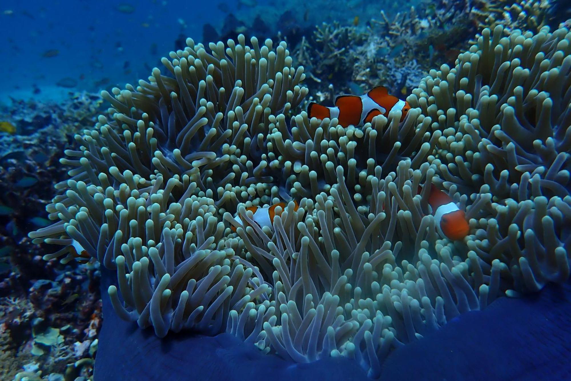 Wai Resort - Raja Ampat Pulau Birie Экстерьер фото